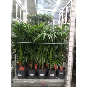 Howea forsteriana