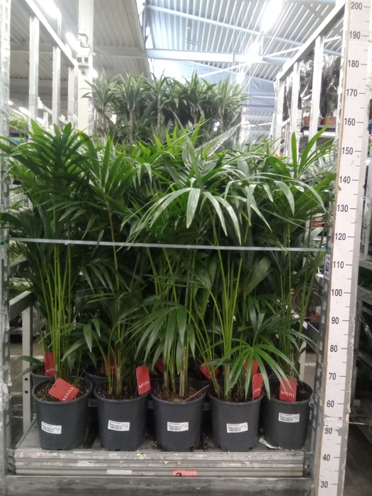 <h4>Howea forsteriana</h4>