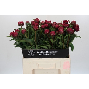 Paeonia Avis Varner