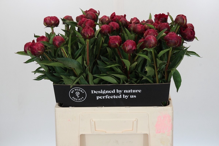 <h4>Paeonia Avis Varner</h4>