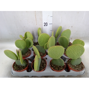 Opuntia microdasys
