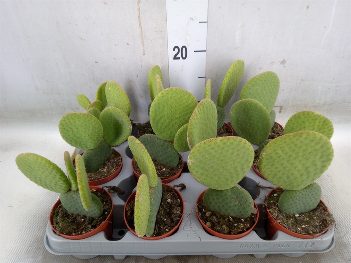 <h4>Opuntia microdasys</h4>