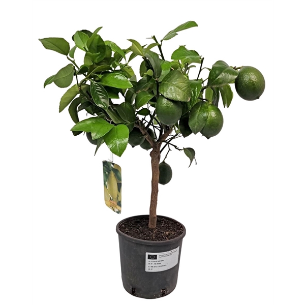 <h4>Citrus Lemon Meyeri Stem</h4>