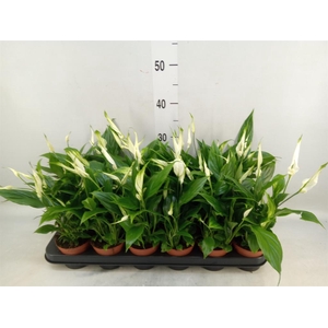 Spathiphyllum  'Chopin'