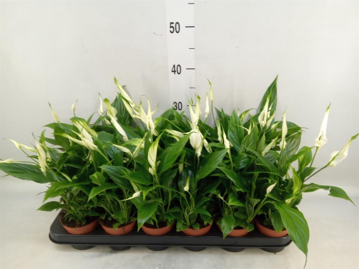 <h4>Spathiphyllum  'Chopin'</h4>