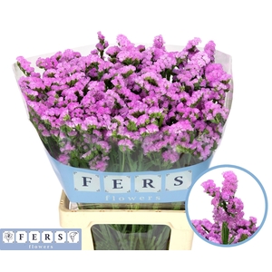 Limonium sinuatum 'Fantasia Wings'