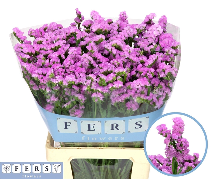 <h4>Limonium sinuatum 'Fantasia Wings'</h4>