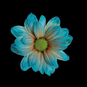 Chr T Kennedy Blue Bay