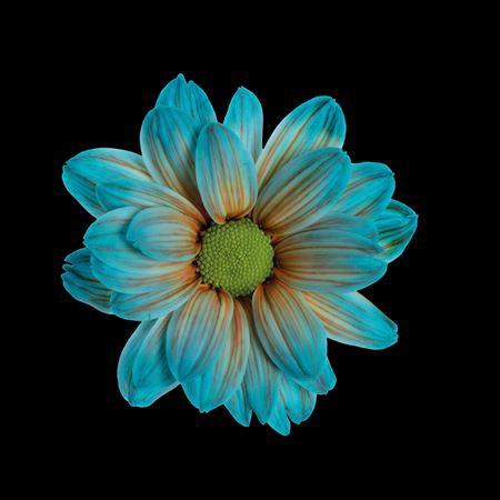 <h4>Chr T Kennedy Blue Bay</h4>