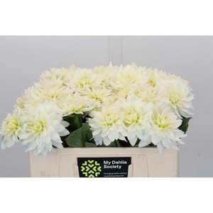 Dahlia Karma M. Zwaan