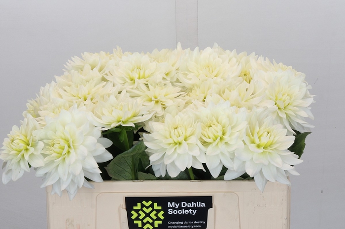 <h4>Dahlia Karma M. Zwaan</h4>