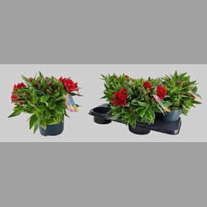 ALST COLORITA RED