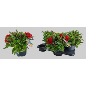 Alst Colorita Red