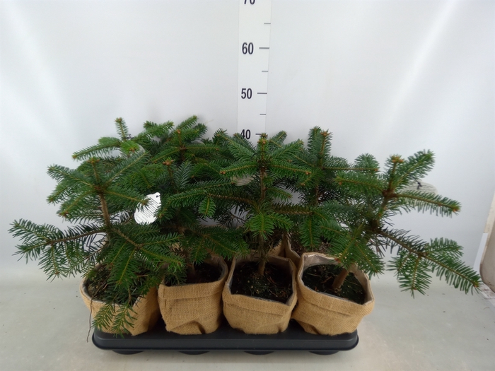 <h4>Abies nordman.</h4>