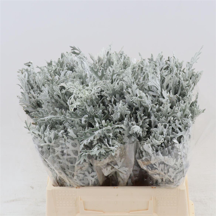 <h4>Jacobaea maritima</h4>