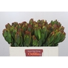 Leucadendron Laurel Yellow