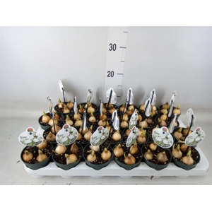 Galanthus nivalis   ...in pot