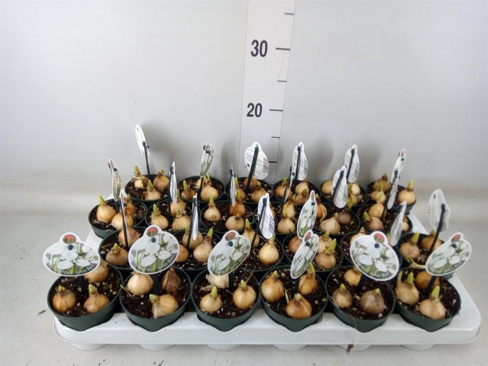 <h4>Galanthus nivalis   ...in pot</h4>