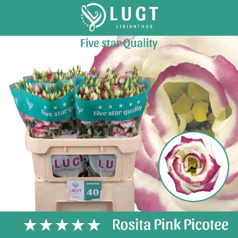 <h4>Eust Rosita Pink Picotee Lugt</h4>