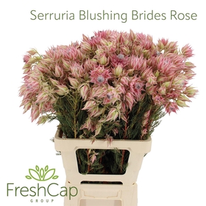 Serruria Blushing Brides Rose 6-9 Flwrs