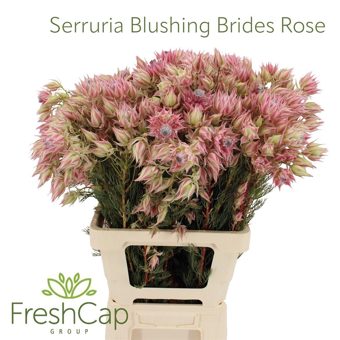 <h4>Serruria Blushing Brides Rose 6-9 Flwrs</h4>