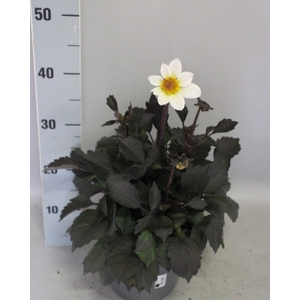 Dahlia 19 cm Donkerblad White