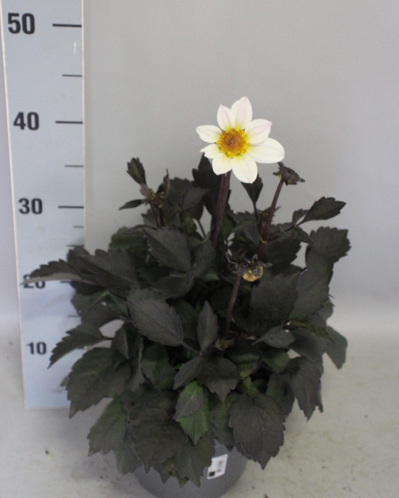 <h4>Dahlia 19 cm Donkerblad White</h4>