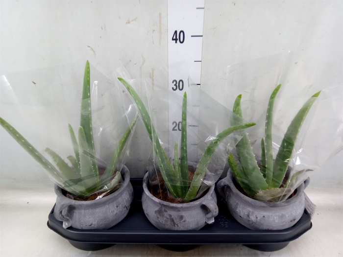 <h4>Aloe vera</h4>
