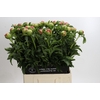 Paeonia Coral Sunset