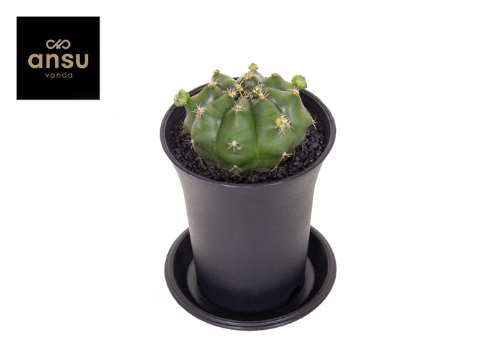 <h4>Gymno Cactus 'Froggy'</h4>