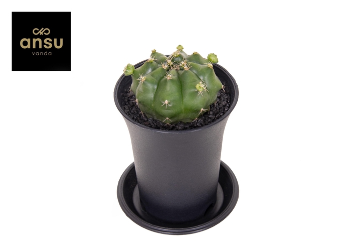 <h4>Gymno Cactus 'Froggy'</h4>