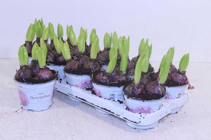 <h4>HYACIN PINK PEARL</h4>