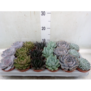 Echeveria   ...mix