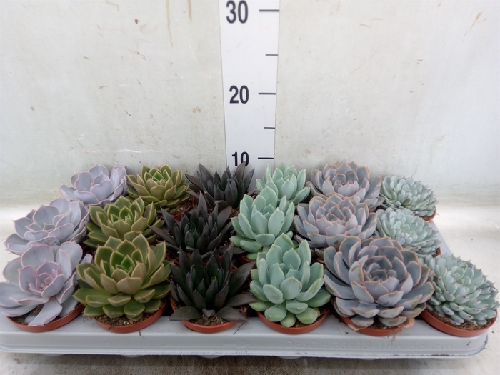 <h4>Echeveria   ...mix</h4>