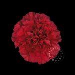 <h4>DI ST RED MAGIC</h4>