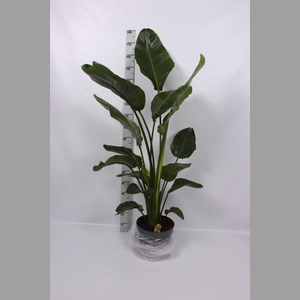 STRELITZIA NICOLAI
