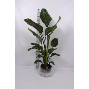 STRELITZIA NICOLAI