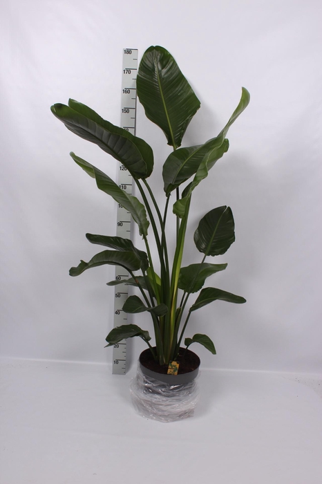 <h4>STRELITZIA NICOLAI</h4>
