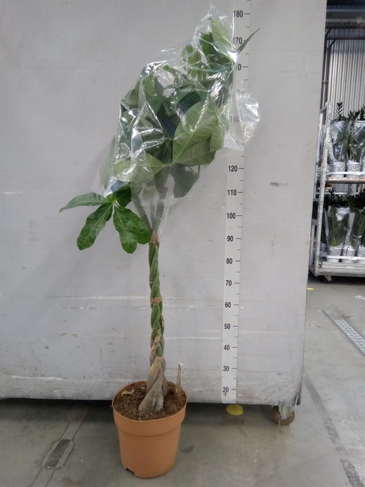 <h4>Pachira aquatica</h4>