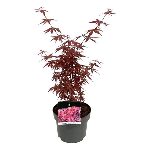 <h4>Acer pal. 'Skeeter's Broom'</h4>