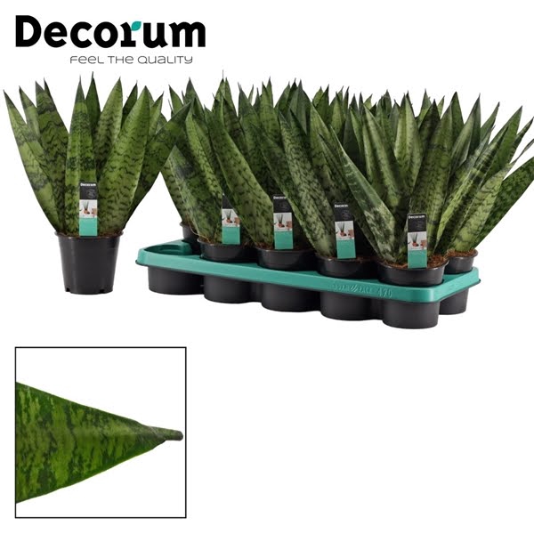 <h4>Sansevieria Zeylanica Fan 12 cm (Decorum)</h4>