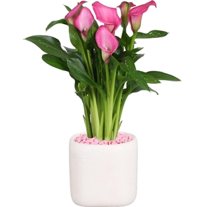 Zantedeschia Zazu Calla roze in Kubus keramiek