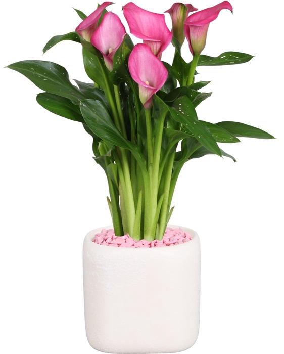 <h4>Zantedeschia Zazu Calla roze in Kubus keramiek</h4>