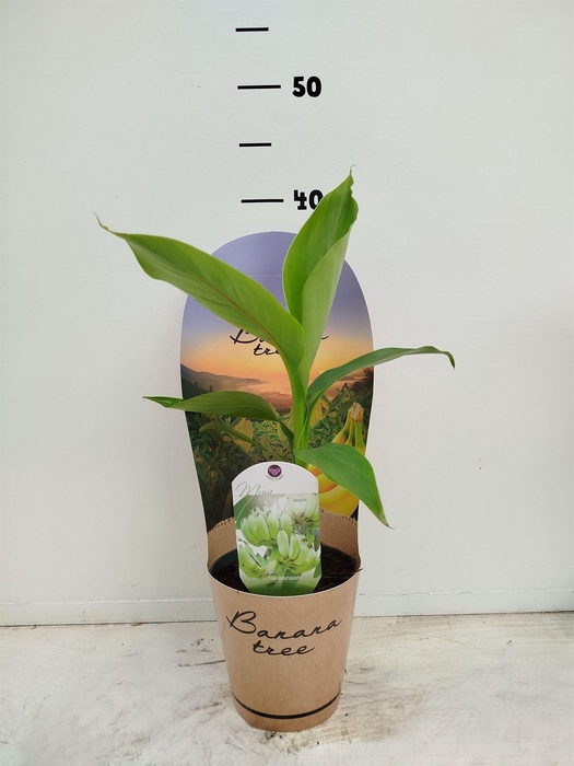 <h4>Musa basjoo</h4>