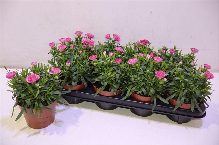 <h4>arr8 Dian Osc Pink Purple</h4>