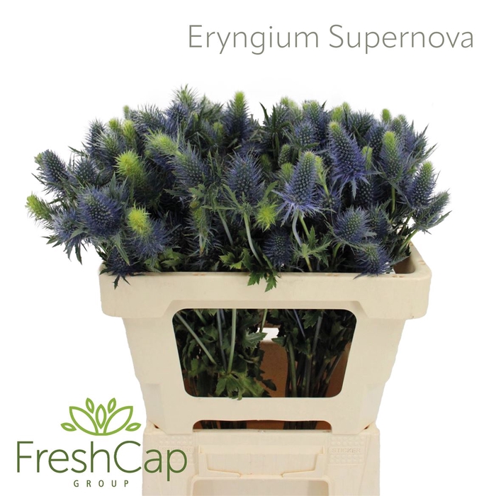 <h4>Eryngium Supernova</h4>