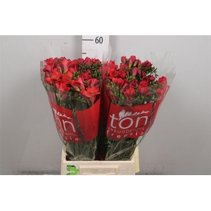 Fr En Red Baron (op Kleur!)