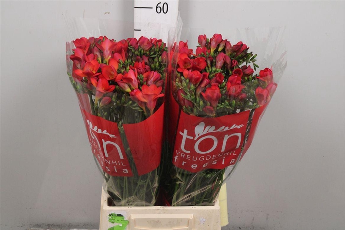 Fr En Red Baron (op Kleur!)