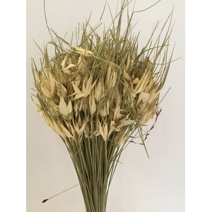DRIED FLOWERS - TULIP STAR NATURAL 150GR