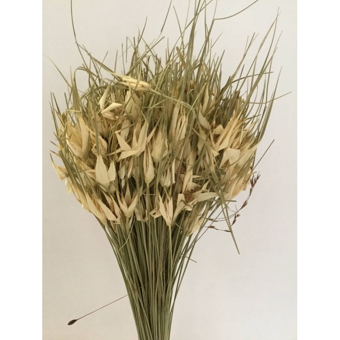 <h4>DRIED FLOWERS - TULIP STAR NATURAL 150GR</h4>